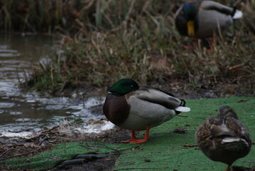 Obraz premium duck in the water