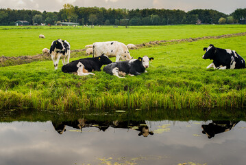 Typical Dutch polder landscape with cows and clouds reflected water surface of the ditch. The photo...