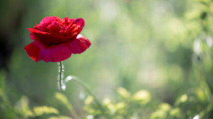 Background picture with poppy.
Poppy originality.Decorative flower, odorless.