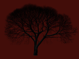 Fototapeta na wymiar Silhouette of a leafless willow tree on isolated mahogany red background
