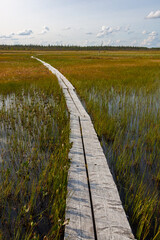 Fototapeta premium Planked footway through swamp in national park, northern Finland