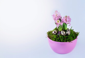 Hyacinth and quail eggs over moss in pink pot. Easter concept