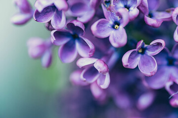 Fototapeta na wymiar Beautiful lilac flowers. Spring flowering. Blooming bouquet of lilacs with a delicate tiny flower. Purple lilac flower on the bush. Summer time. Background. Macro