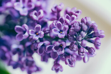 Beautiful lilac flowers. Spring flowering. Blooming bouquet of lilacs with a delicate tiny flower. Purple lilac flower on the bush. Summer time. Background