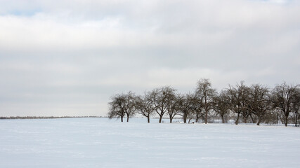 Suburbs of Grodno. Belarus. Winter landscape outside the city. A row of trees in a snowy open field against a light winter sky..