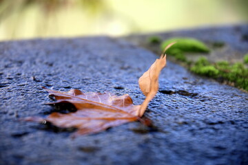 Focus on dry leaf on wet stone, with green moss in the background