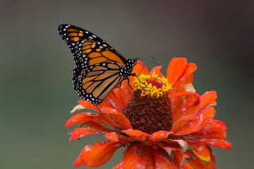 Butterfly 2020-61 / Monarch butterfly (Danaus plexippus)