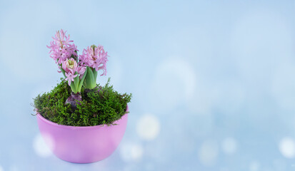 Hyacinth and moss in pink pot. Easter concept