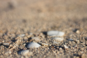 CONCHAS EN LA ARENA DE PLAYA DE MEXICO