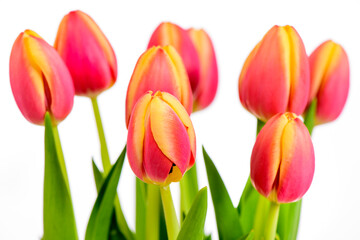 Fototapeta premium tulip flowers as present