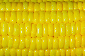 yellow corn as a background. macro