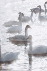 many white swans on the winter lake with steam