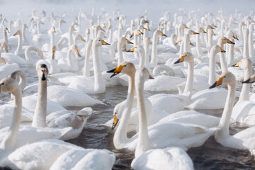 Obraz premium many white swans on the winter lake with steam