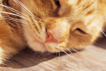Close-up of a ginger sleeping cat in the sun, soft selective focus 