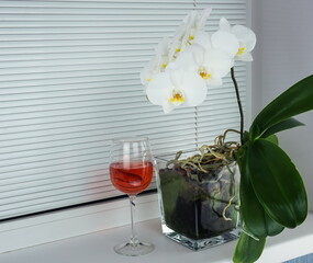 Orchid flower on windowsill, closeup. Phalaenopsis and a glass of red wine . Green home plants, side view. Home flower in a background of louvers, close-up. 