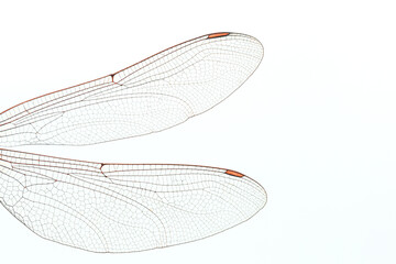 Left side dragonfly wings on white background