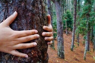 woman's hands hugging a tree in the forest