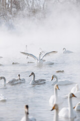 many white swans on the winter lake with steam
