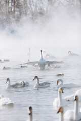 many white swans on the winter lake with steam