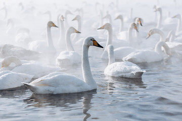 Obraz na płótnie Canvas many white swans on the winter lake with steam