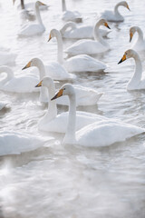 Obraz premium many white swans on the winter lake with steam
