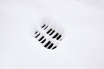 Rainwater outlet grille in snow