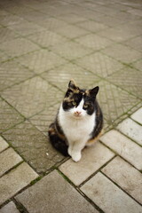 fluffy tricolor marquis kitty sits on the stone floor outdoors
