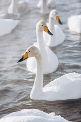 many white swans on the winter lake with steam