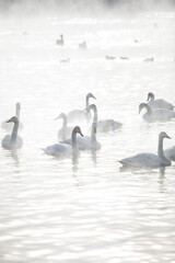 Fototapeta premium many white swans on the winter lake with steam