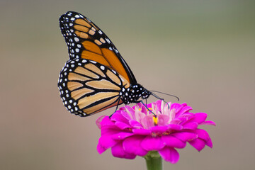 Butterfly 2020-63 / Monarch butterfly (Danaus plexippus)