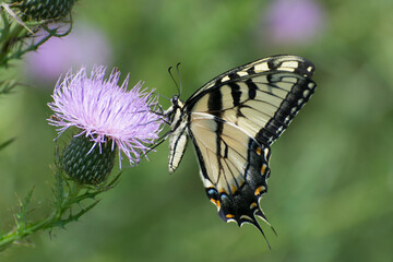 Butterfly 2020-64 / Tiger Swallowtail (Papilio glaucus)