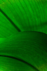 Fresh green tropical leaves closeup