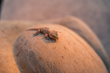 gecko on stone