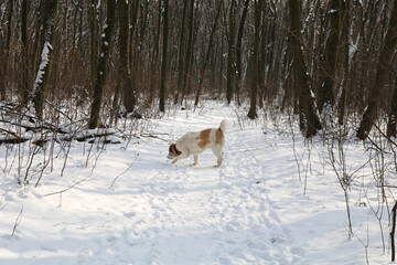 A large white red dog walks in the winter forest. There is a lot of snow on the ground and in the trees. Dog breed Central Asian Shepherd.