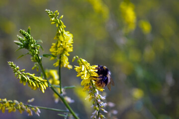 Morning field background with wild flowers. Wild flowers in a meadow nature.