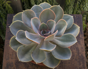 Exotic succulent plants. Closeup view of an Echeveria Perle von Nurnberg beautiful rosette of blue...