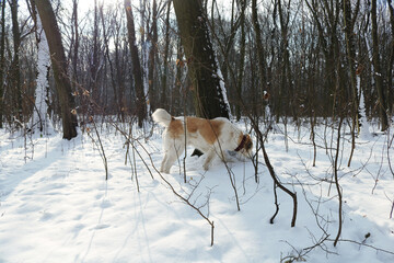 Fototapeta na wymiar A large white red dog walks in the winter forest. There is a lot of snow on the ground and in the trees. Dog breed Central Asian Shepherd.