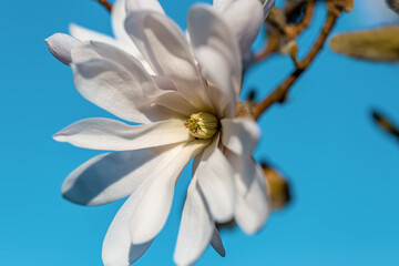 Magnolia flower with yellow stamens in spring on a blurred background of blue sky. Shallow depth of field. Toned image.
