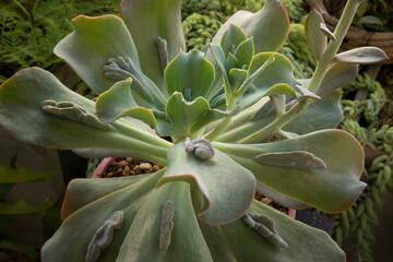 Exotic hybrid succulent plants. Top view of an Echeveria gibbiflora Caronculata rosette of green...