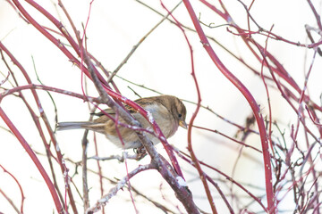 a fat fat sparrow on a red branch on a white blurry background. толстый отъевшийся воробей на красной ветке на белом расплывшемся фоне