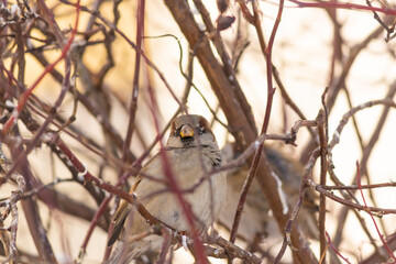 a fat fat sparrow on a red branch on a white blurry background. толстый отъевшийся воробей на красной ветке на белом расплывшемся фоне