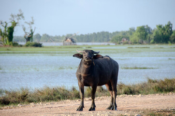 Water buffalo eating the grass in Songkhla Lake. Songkhla, Tailand