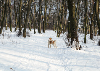 A large white red dog walks in the winter forest. There is a lot of snow on the ground and in the trees. Dog breed Central Asian Shepherd.