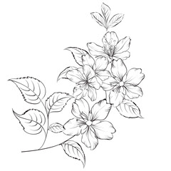 Outline of blooming sakura isolated over white background. White cherry flower. Wedding romantic bouquet.