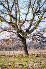 A bare tree during wintertime, in the countryside area of Lomellina (Lombardy, Northern Italy); this area is famous for its rice cultivations.
