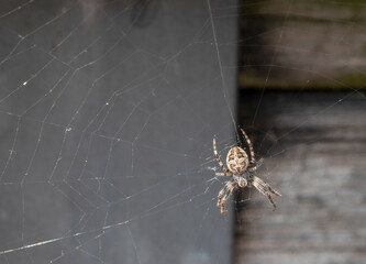 Araneus diadematus or cross spider hanging on the web waiting for insects