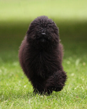 Hungarian Puli Puppy