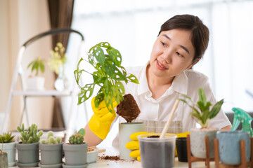 Cheerful happy Asian woman planting a small houseplant.