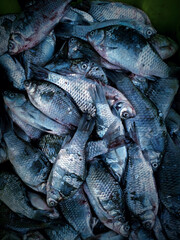 fresh fish at market