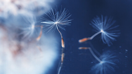 Fototapeta na wymiar Macro photo, dandelion seeds in dew drops on a mystical blue background